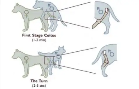 狗子在交配时为什么会被"锁"住,这到底是怎么回事?