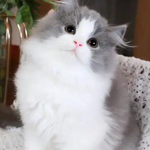 蓝白高地长毛猫英国乳黑白五粉鼻子纯种拿破仑宠物小猫咪活体幼崽