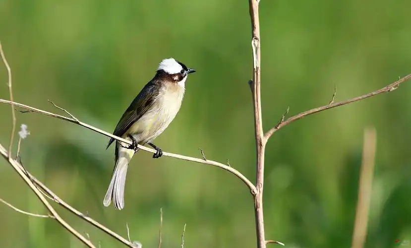 白头翁的生活方式和特点