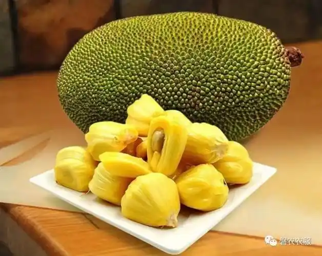 叶子|台湾|热带水果|菠萝|菠萝蜜