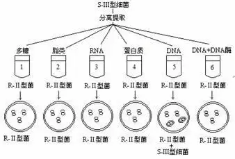肺炎双球菌有光滑型(s型)和粗糙型(r型)两种类型.其中s型细菌外面