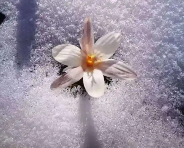 喀拉峻报春花开雪中绽放