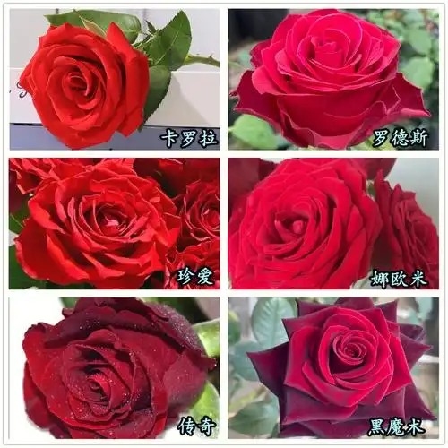 纯正的大红色,花瓣厚,花朵大而饱满,盛开之后明艳动人,有着玫瑰独有的