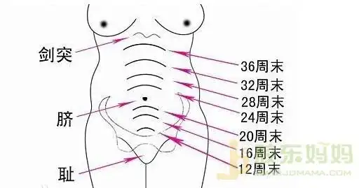 孕妇宫高怎么量?我用数据告诉你!