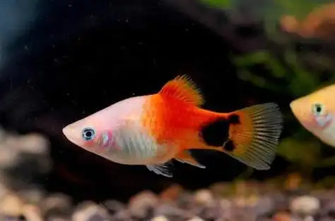 米奇鱼对水温有什么要求