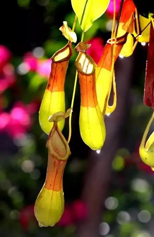 捕虫植物猪笼草的美人计