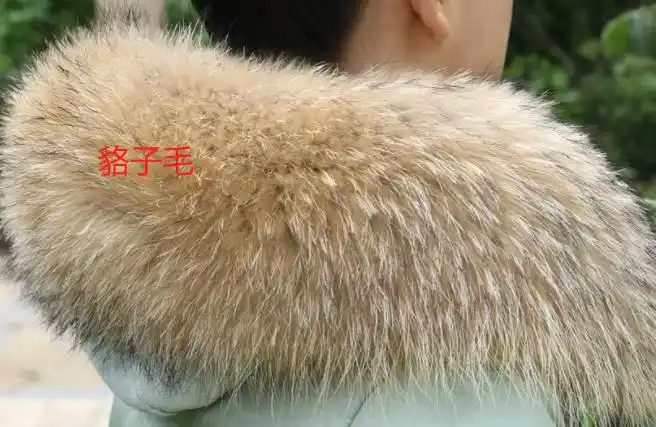 貉子毛和狐狸毛有啥区别