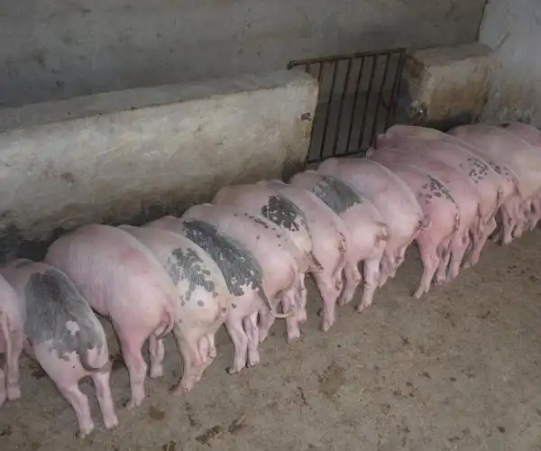 产于江浙地区太湖流域,是我国猪种繁殖力强,产仔数多的著名地方品种