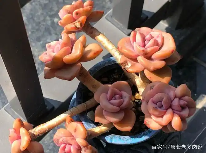 漂亮的彩虹糖老桩