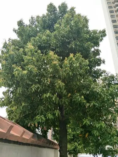 北海的树种真多