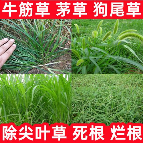 池塘除芦苇苗圃马唐茅草牛筋草烂根精喹禾灵大豆花生除草剂农药