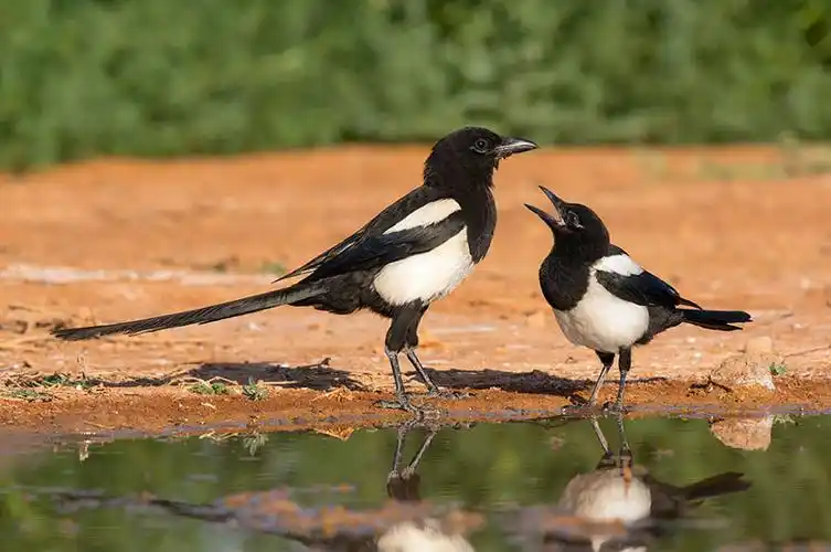 喜鹊,鹊鸟,两个,互动,西班牙,七月