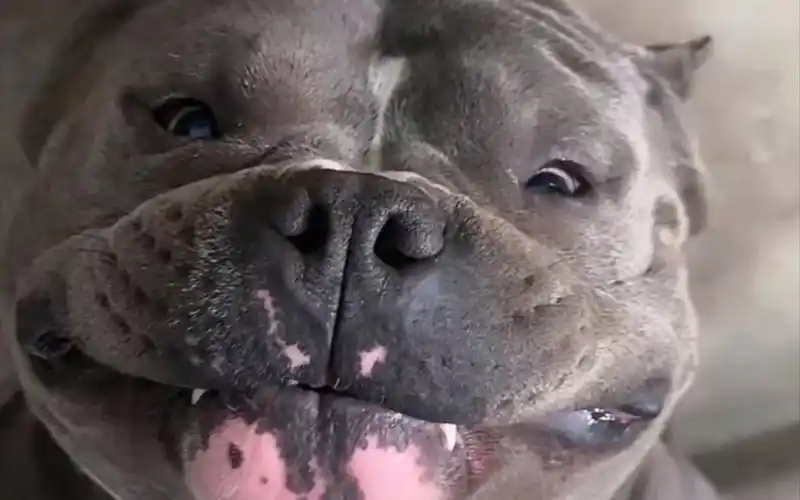 【豫西小丁】3月18日|录播·狗场日常98|给新来的姐弟俩取名字97