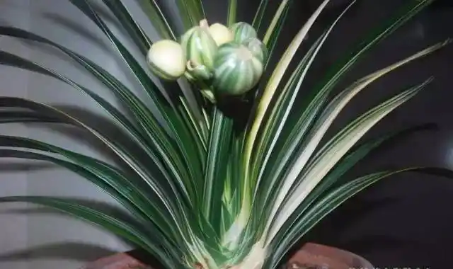 一棵君子兰竟然上百万!12招教你如何辨别优劣!