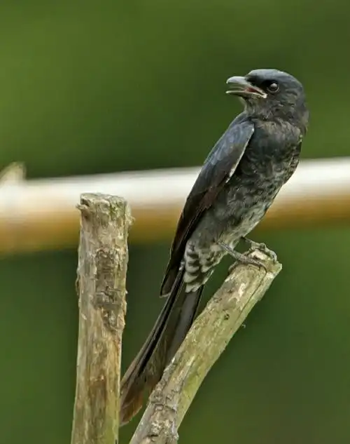 黑卷尾亚成鸟——捣蛋的孩子.