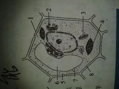 急啊!动物细胞中含有吗?