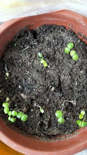 刘鸿宇 三年级四班 风仙花的种植过程