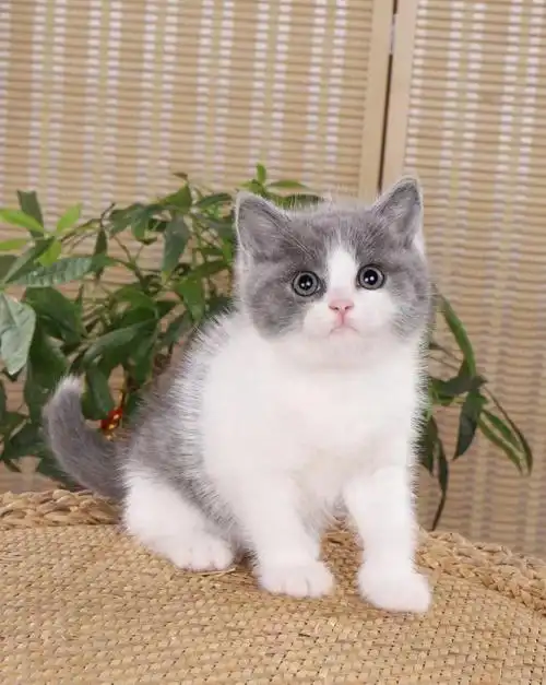 英短蓝白弟弟五粉哦04