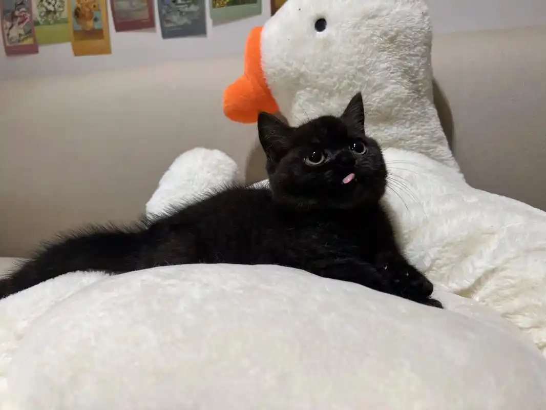 纯黑英短矮脚猫 一只黑色的矮脚猫,希望可以找到一个好主人.