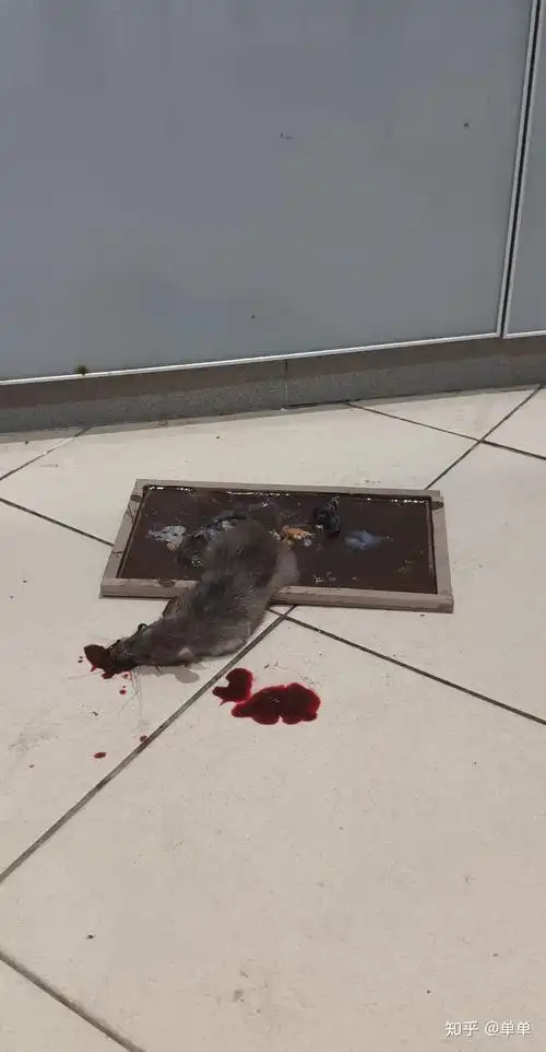 怎么捉老鼠并打死