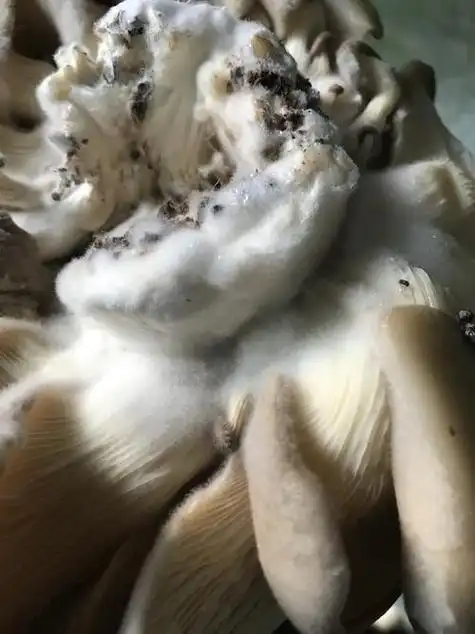 蘑菇变质还能吃吗