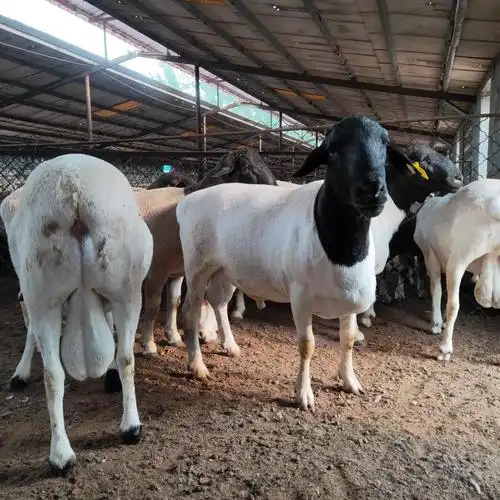 内蒙纯种杜泊羊基地杜泊种羊批发龙翔纯种杜泊羊种羊价格