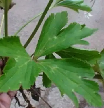 中药材虎掌草猫爪草
