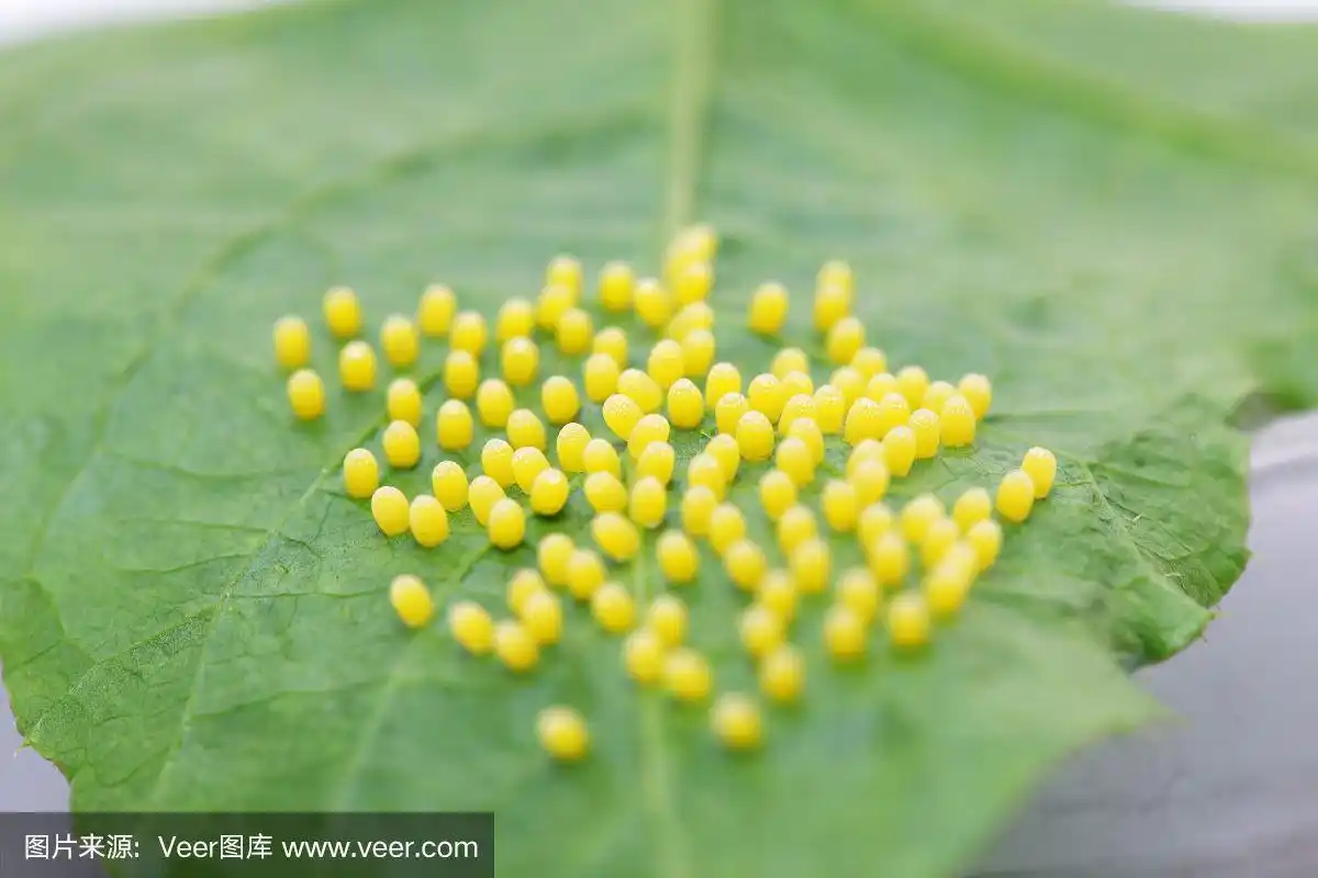 卵,背景,纹理,叶子,蝴蝶