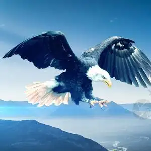 蓝天上的雄鹰头像