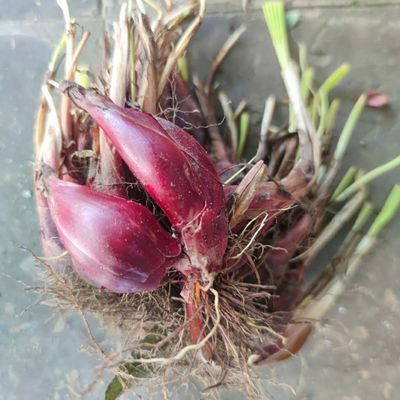 现采 红葱头 珠葱 朱葱 小红蒜中药材  500克 500g