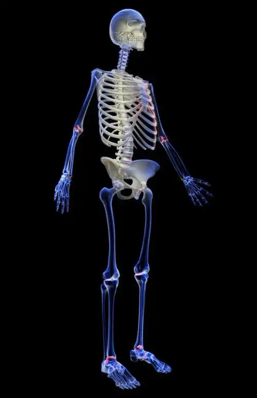 骨骼,肋骨,无人,竖图,x光片,室内,白天,正面,数码,科技,阴影,黑色背景