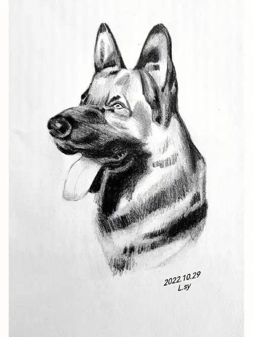 速写狗狗临摹步骤图教程