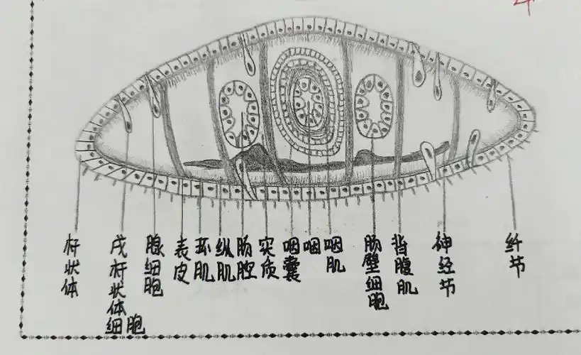 涡虫横切,第二次的动物学实验,观察了许多装片哦