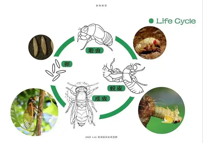 课程设计知了的一生