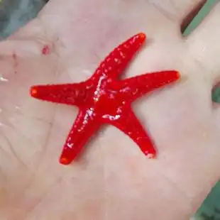 翻沙海星活体红海星黄海星翻砂生物海水鱼缸正海星顺丰快递包活