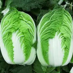 高产大白菜种籽春季南方早熟耐热四季青菜蔬菜种孑可食用日本阳台