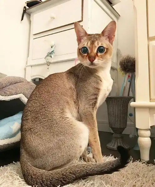 吸猫大会:新加坡猫malt - 知乎