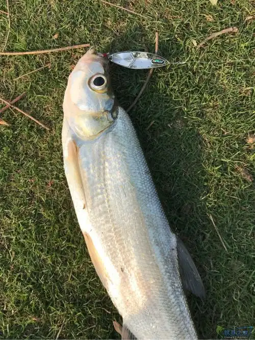 阳澄湖翘嘴! - 路亚钓获 - 路亚之家 - 路亚论坛