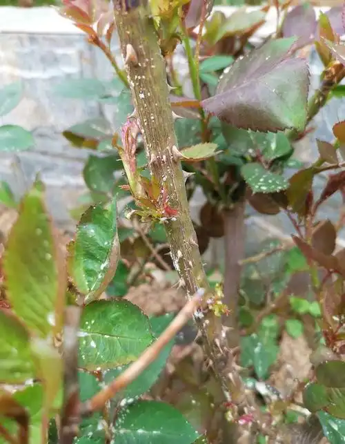 26种月季病虫害图片,最全面的病情图,对号入座及时发现月季问题