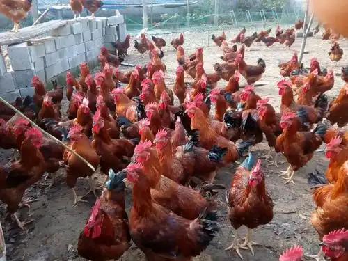 山东 红玉鸡苗,送货