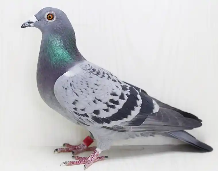 哈密冠军女儿非卖品