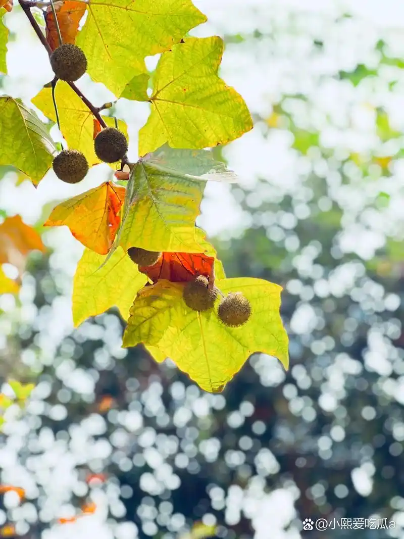 梧桐果 梧桐树结了果子.