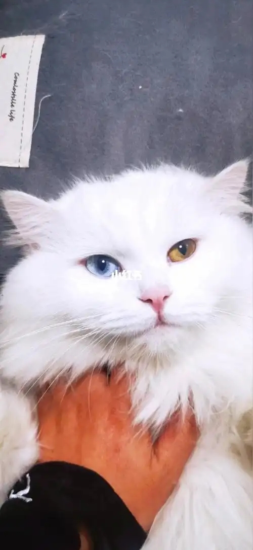 狮子猫异瞳爆毛猫咪宠物猫