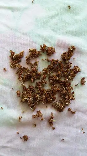 批发水生植物野生芦苇种子盐碱地治理河道治理净化(毛籽非净籽)