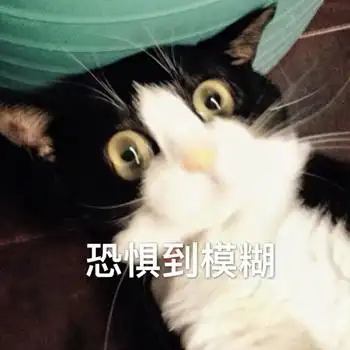 恐惧到模糊猫咪猫咪模糊恐惧表情