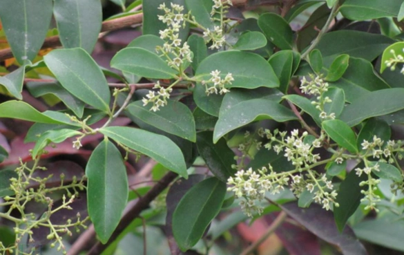 酸藤木的果实可作为补血良药食用这种美味你见过吗