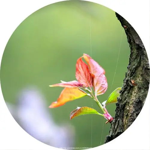 【春芽摄影图片】生态摄影_太平洋电脑网摄影部落