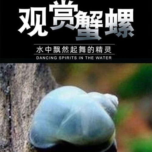 朴彩(pucai)蓝象牙螺 鱼缸宠物螺观赏螺活体宠物除藻蜗牛神秘螺清理鱼