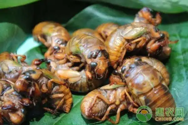 结了龟怎么养殖结了龟人工养殖要点