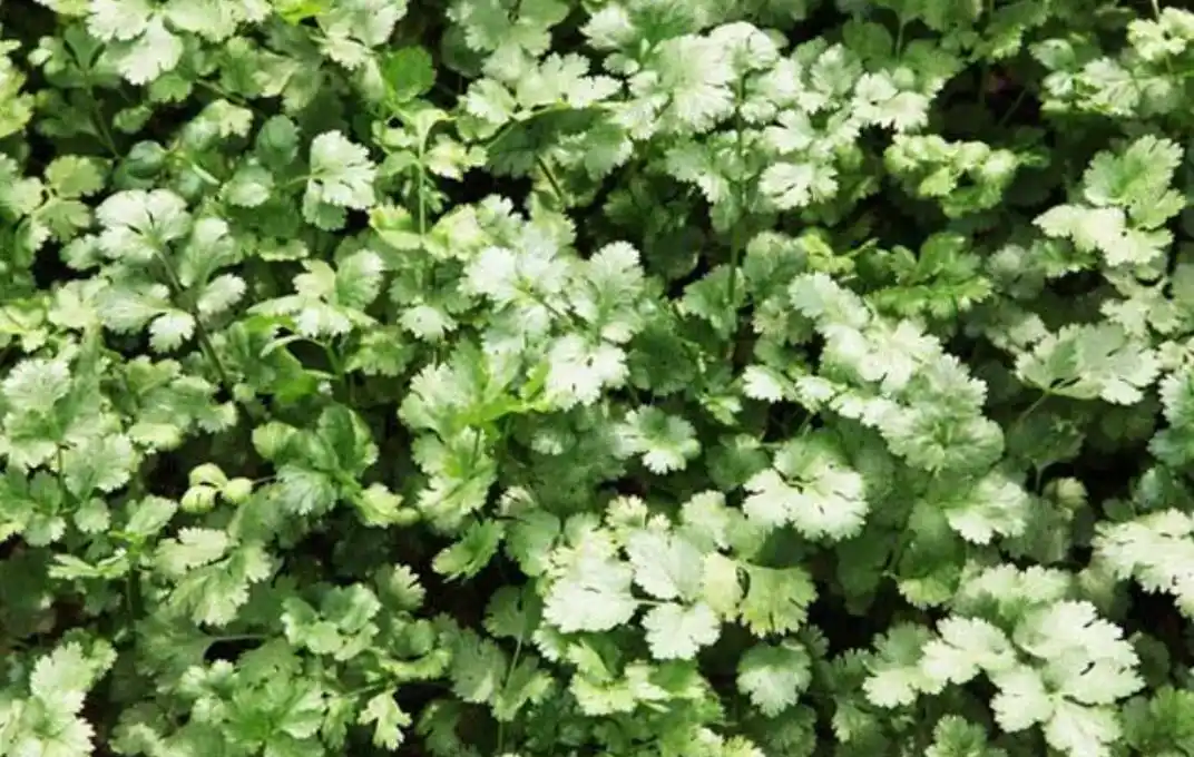 种植香菜时,出现叶子发黄发白,可能是以下几点原因